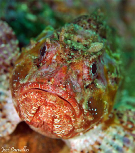 Scorpion fish - River Gurara, Sesimbra, Portugal. by José Carvalho 